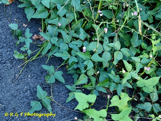 {Strophostyles helvola}